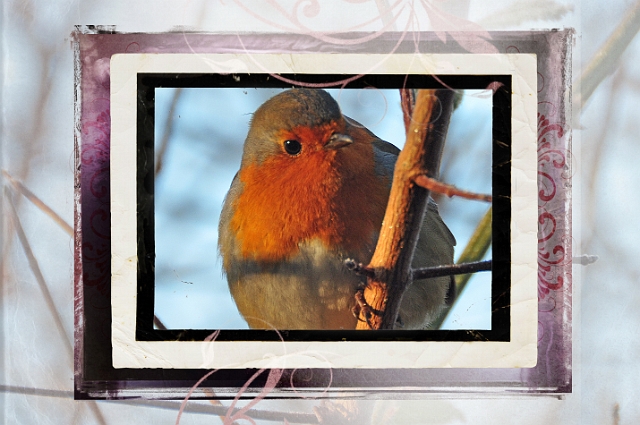 30 12 14_0098_edited-2.jpg - ROBIN - DWT WALK - HOLES BAY, POOLE HARBOUR DORSET - 30.12.14